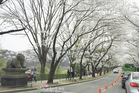 용인 호암미술관 벚꽃축제 봄소풍