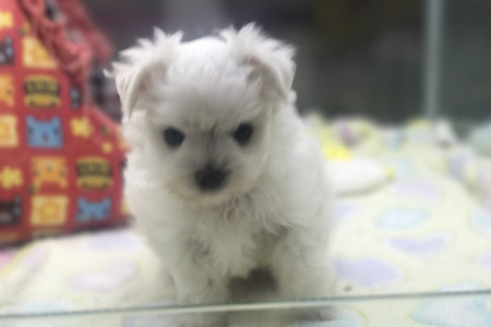 말티즈 왕자님 분양합니다.