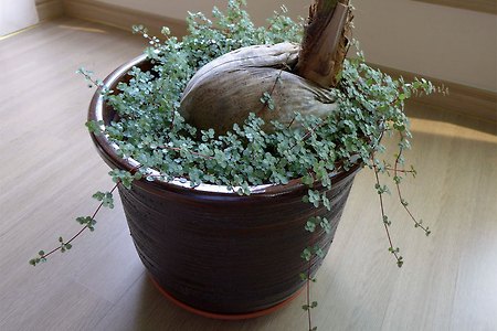 타라 물꽂이하기