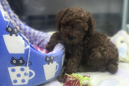 100% 토이푸들 공주님 분양합니다.