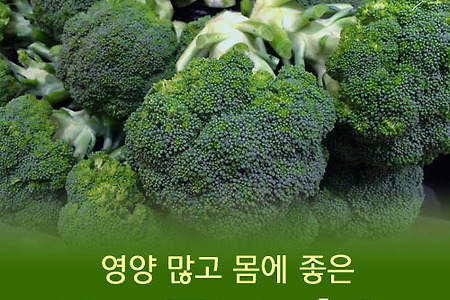 브로콜리 효능 7가지 영양만점
