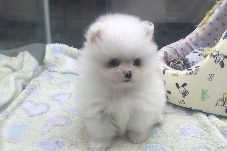 화이트 포메라니안 왕자님 분양합니다.