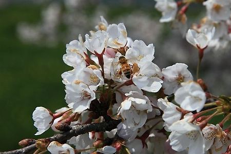 동학사벗꽃축제 울긋불긋 터트린 4월의 봄꽃들~~