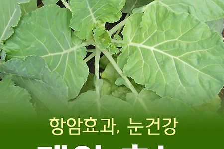 케일 효능 알아보고 부작용 체크하기