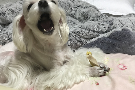 반려견 분양전문점 헬로퍼피입니다. 