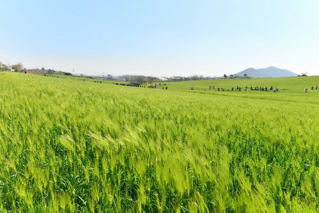 고창 청보리밭 축제 6월, 7월에 가도 좋을까요?