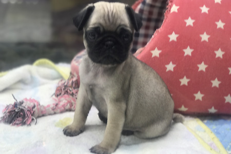 미니퍼그 왕자님 분양합니다.