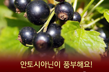 블랙커런트 효능 6가지와 먹는법