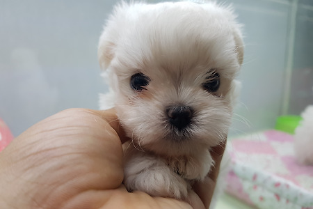 말티즈 공주님 분양합니다. 