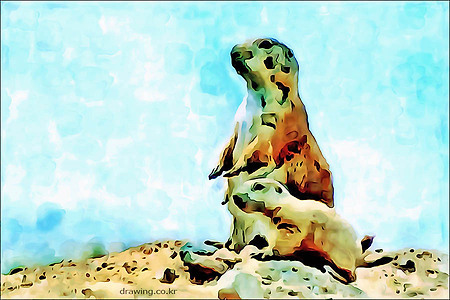 미어캣ㆍmeerkat