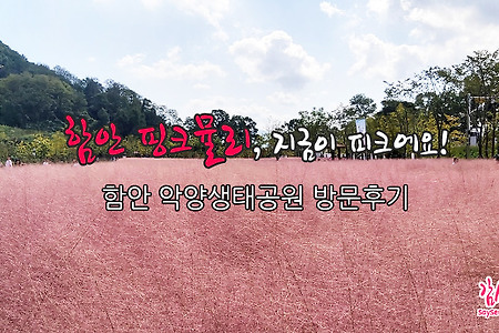 함안 핑크뮬리 지금이 피크에요! 악양생태공원 방문후기