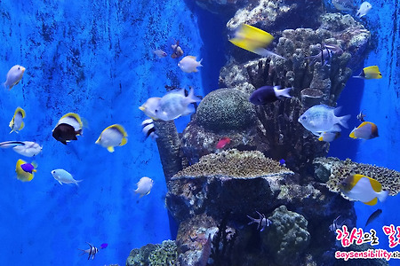 여수 일박이일 여행코스 추천 #2. 아쿠아플라넷 아쿠아리움 방문후기