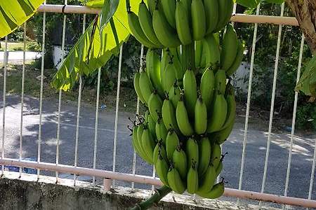 바나나 성장 과정 관찰 4 (아침 산책!)