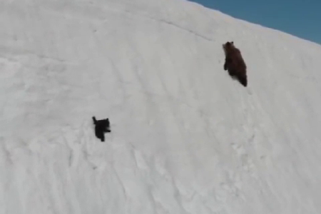 열정,삶의자세,곰돌이의노력,곰돌이의노력