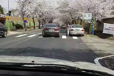 벚꽃축제, 봄나들이, 회남벚꽃축제