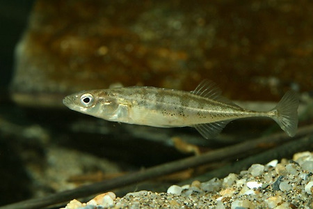 부성애의 대명사 가시고기, 아빠의 몸을 먹고 자란다는 사실 아셨나요?