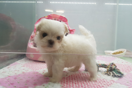 말티즈 공주님 분양합니다.