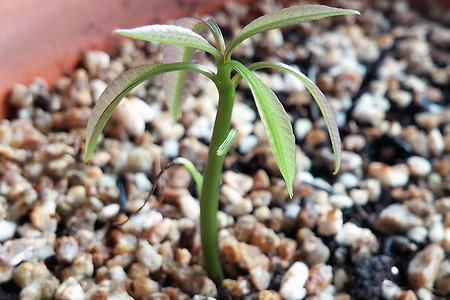 망고 씨앗 발아시키기