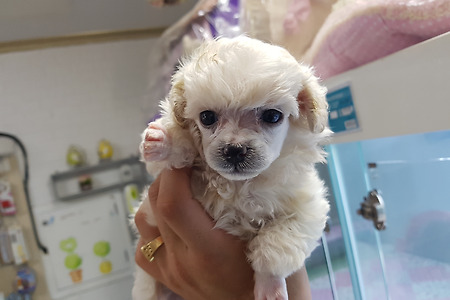 화이트 토이푸들 공주님 분양합니다.