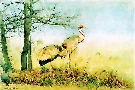 섭금류의 새ㆍWading Birds