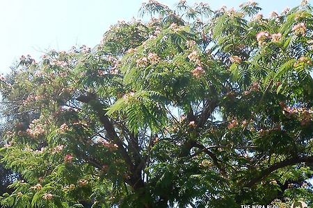 자귀나무(Mimosa Tree) - 예쁜 꽃과 콩깍지가 주렁주렁 열리는 나무