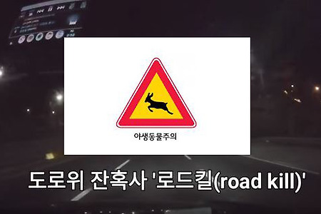 로드킬 누구의 책임인가*즐거운자동차형제