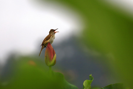연꽃 위의 개개비 (주남저수지. 2020.07.22.수)