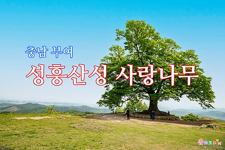 충남 부여, 성흥산성 사랑나무 장원막국수