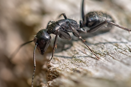 큰 개미 꿈 해몽 등 25가지.