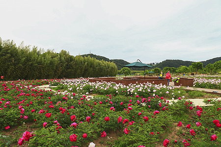 공원의 봄 (태화강국가정원. 2021.05.12.수)