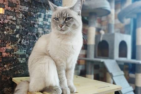 미아사거리 고양이카페 '커피타는 고양이', 루프탑에서도 냥이를 만난다옹