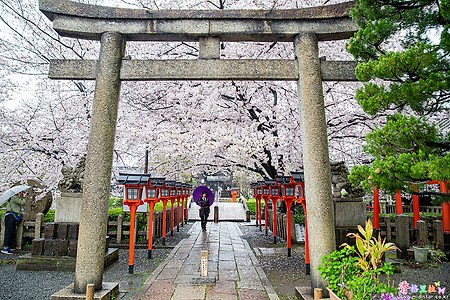 [일본] 교토(京都)의 벚꽃 명소 로꾸손노 신사(六孫王神社)