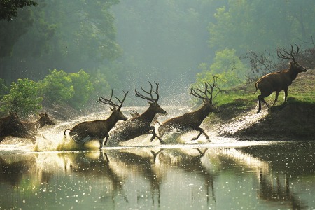 다펑 Milu 사슴 사진, '생물다양성협약 사진전'을 통해 전시