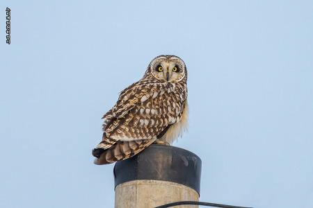 쇠부엉이 1 ( Short-eared Owl )