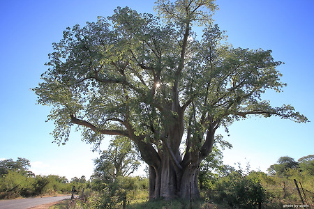 [짐바브웨 여행] 거대한 바오밥나무 '빅트리'