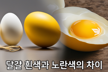 달걀 흰색과 노란색의 차이 + 계란 색깔이 다른 이유