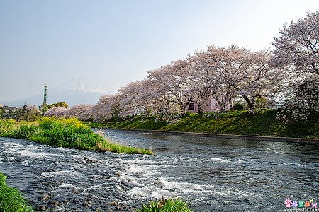 [일본] 시즈오카(静岡)의 벚꽃 명소 류간부치(龍巖淵)