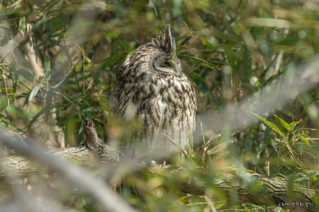 칡부엉이 Long-eared Owl