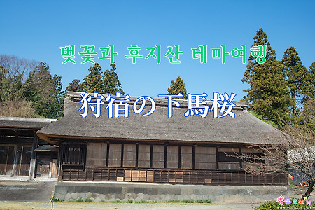 2019 벚꽃과 후지산 테마여행 - 카리야도노시모우마사쿠라(狩宿の下馬桜) 벚꽃