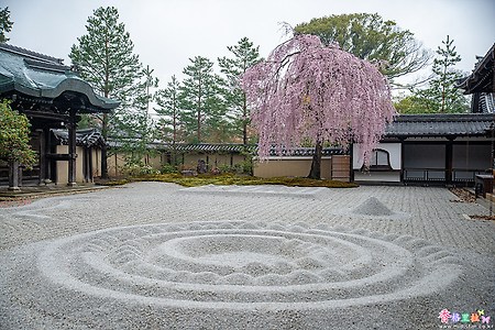 [일본] 교토(京都)의 벚꽃 명소 고다이지(高台寺)