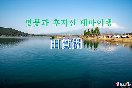 2019 벚꽃과 후지산 테마여행 - 다누키호수(田貫湖) 벚꽃