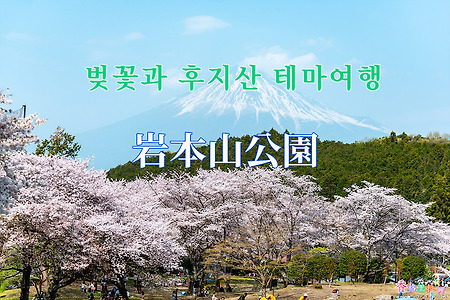 2019 벚꽃과 후지산 테마여행 - 이와모토야마공원(岩本山公園) 벚꽃