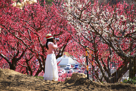 봄을 담는 사진가 (기장매화원. 2023.03.03.금)