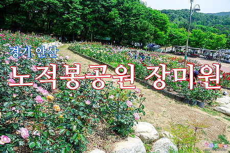 경기 안산, 장미꽃 만발한 노적봉공원 장미원