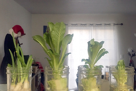 Regrow romaine lettuce: 먹고 남은 로메인 다시 키우기