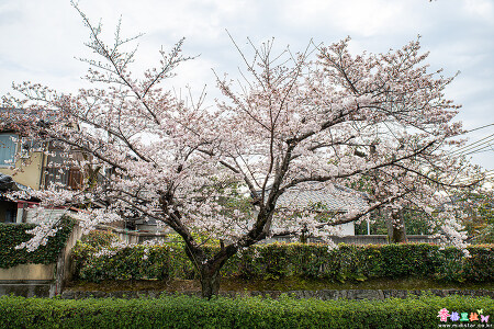 [일본] 교토(京都)의 벚꽃 명소 아라시야마(嵐山)의 벚꽃