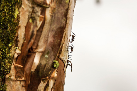 개미의삶