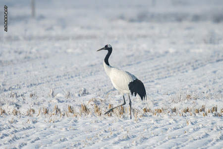 두루미(단정학).Red-crowned Crane