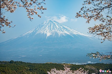 [일본] 시즈오카(静岡)의 벚꽃 명소 다이세키지(大石寺)