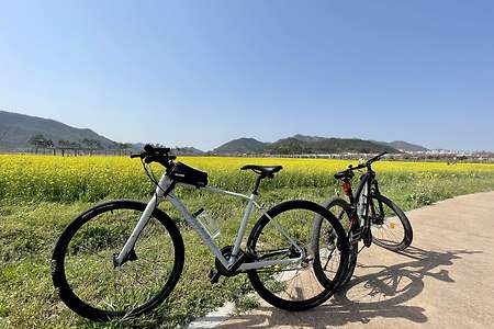 유채꽃 만발한 양산 황산공원에서 가야진사까지 자전거 라이딩